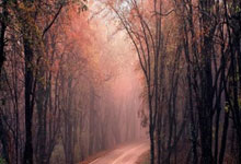 全力以赴，铸就辉煌：伤病阴影下的坚韧与逐梦